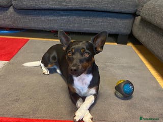 Jack Russell dogs Jack Russell for Stud in Mold - Advert 8