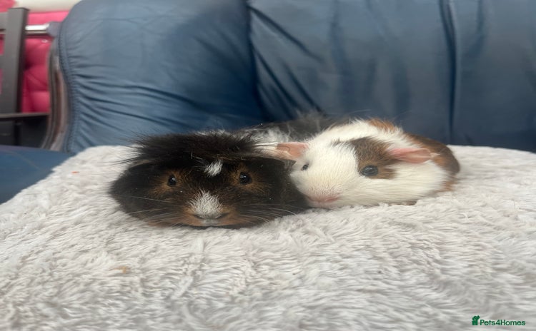 Guinea Pig rodents - Advert 8