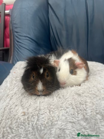 Guinea Pig rodents - Advert 2