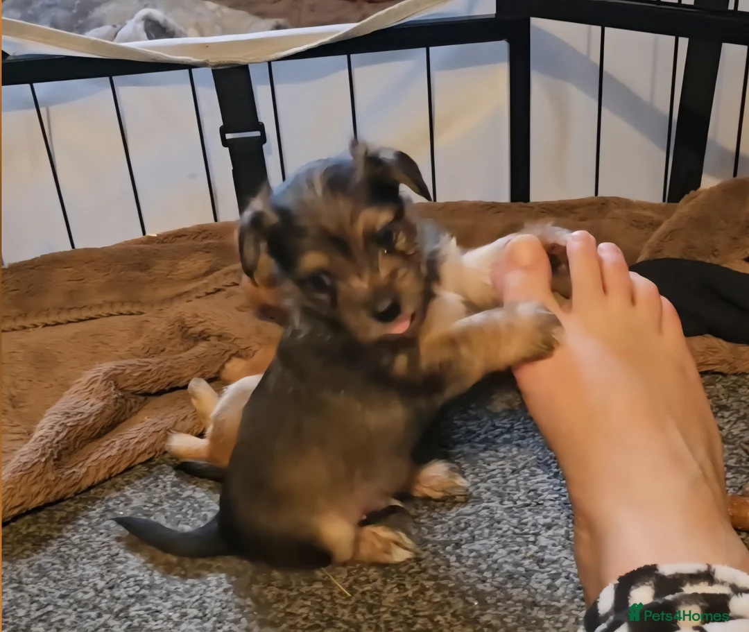 Yorkshire Terrier dogs for sale: Yorkshire Terrier Puppies in Kendal - Advert 2