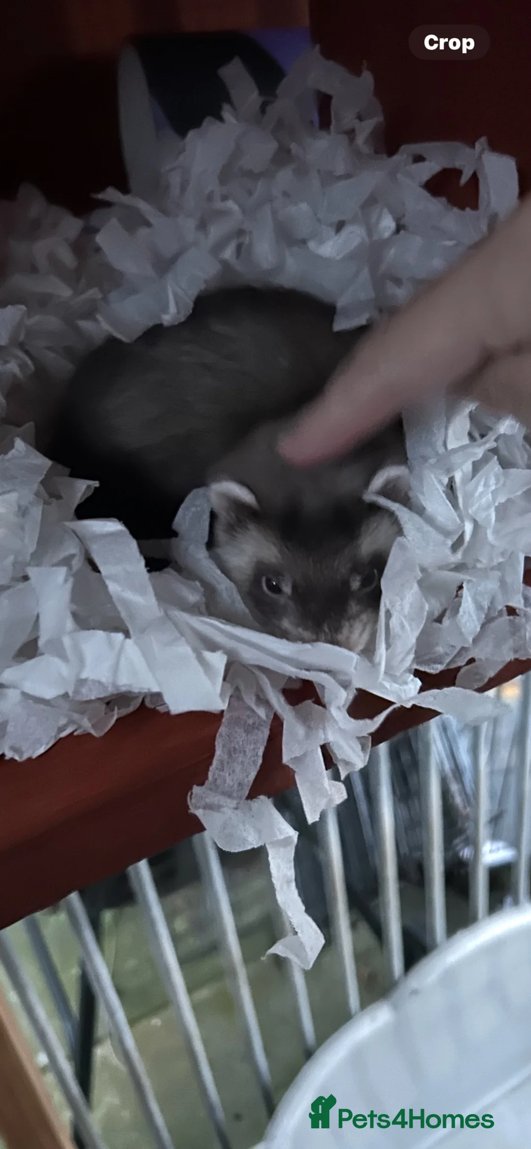 Ferret rodents for sale: Hob ferret  in Bradford - Advert 3