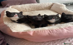Domestic Shorthair cats for sale: Beautiful kittens  - Image 16