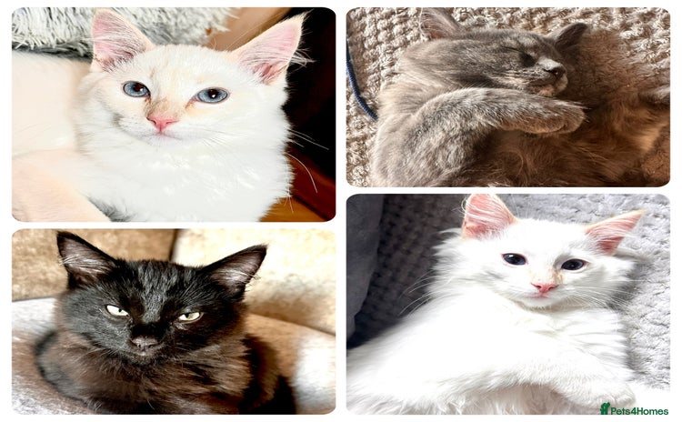 Ragdoll cats - Advert 1