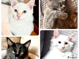 Ragdoll cats - Advert 19
