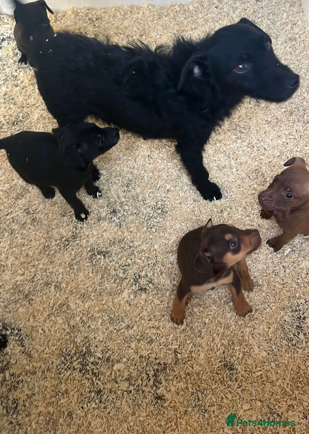 Jack Russell dogs for sale: Jack Russel puppies  - Image 3
