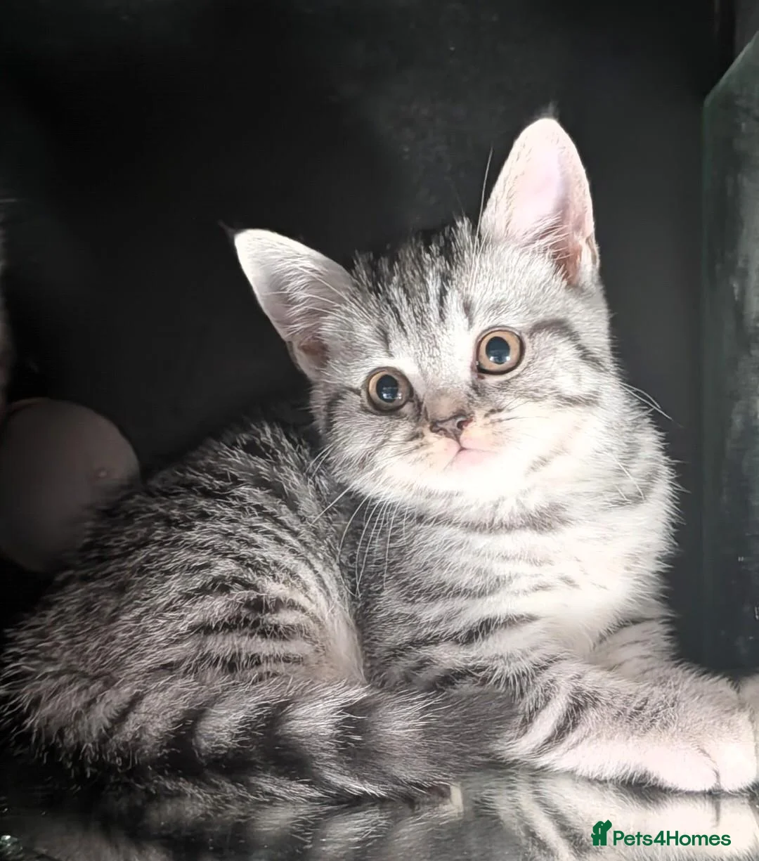 Scottish Fold cats for sale: 🩵🩷Scottish fold babies ready to leave now🩷🩵 - Advert 20