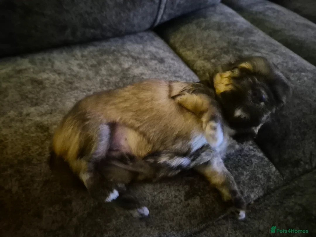 Malshi dogs for sale: 5 beautiful puppies, all been reserved now  - Advert 16