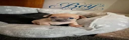 Chihuahua dogs for sale: Adorable Chihuahua puppies:) - Advert 5
