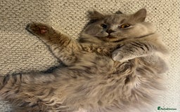 Scottish Fold cats for sale: Bear - 7 Months old Scottish straight  - Image 2