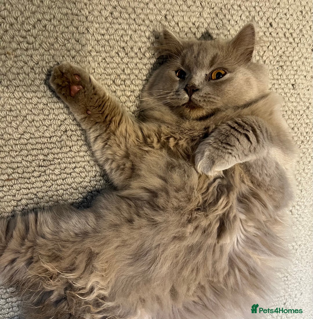 Scottish Fold cats for sale: Bear - 7 Months old Scottish straight  - Image 2