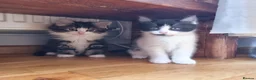 Mixed Breed cats for sale: 5 Beautiful Kittens For Sale!!!!! - Advert 14