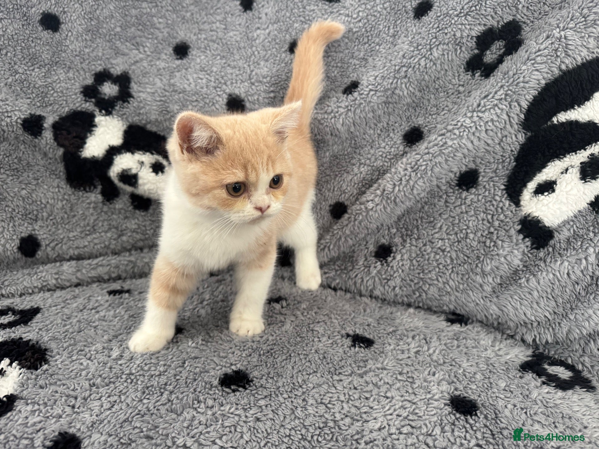 British Shorthair cats for sale: Ready Now Gccf British shorthair kittens - Advert 2