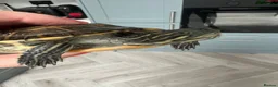 Terrapin reptiles for sale: 2x diamondback terrapins & juwel tank setup - Advert 4