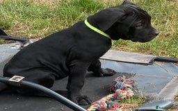 Cane Corso dogs for sale: Big Pure Cane Corso Puppies Ready Now!  - Image 2