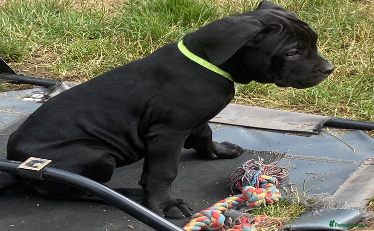 Cane Corso dogs - Advert 1