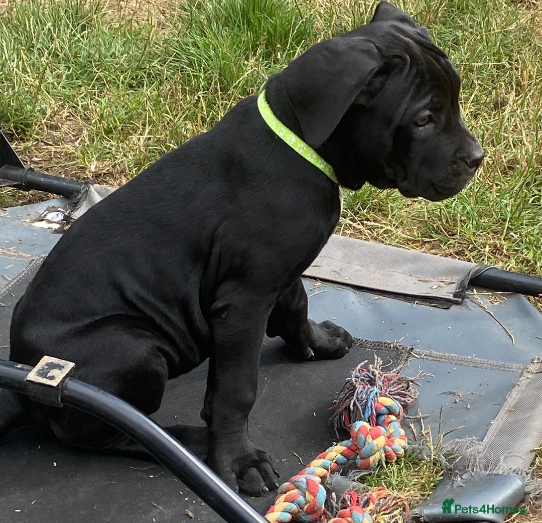 Cane Corso dogs for sale: Big Pure Cane Corso Puppies Ready Now!  - Image 2