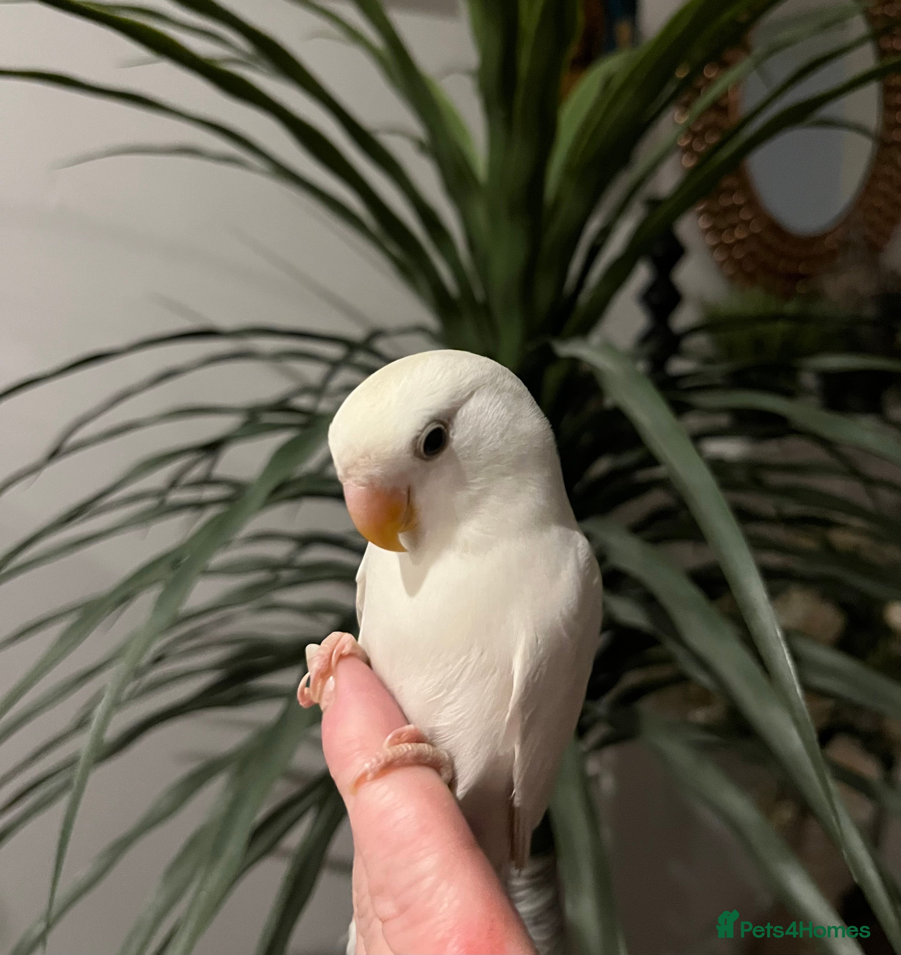 Lovebirds birds Hand reared love bird  - Advert 11