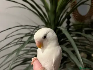 Lovebirds birds Hand reared love bird - Advert 11