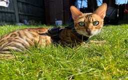 Bengal cats for sale: Beautiful TICA Registered Active Bengal female cat - Image 10