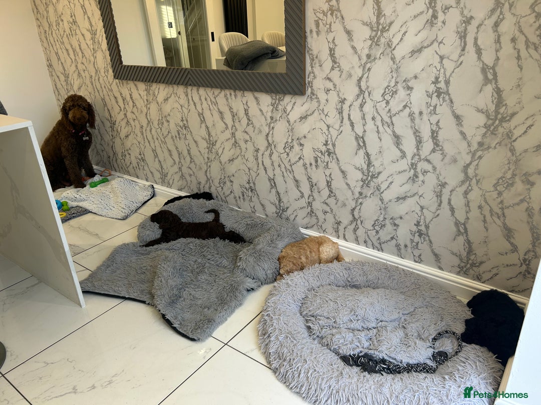 Labradoodle dogs for sale: STANDARD SIZE, HEALTH TESTED, SUPER CURLY COATS - Image 14
