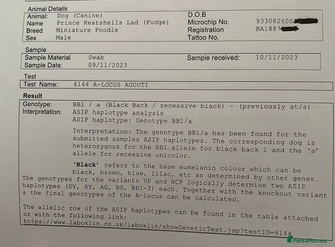 Miniature Poodle dogs for stud: Kc chocolate miniature poodle in Wakefield - Advert 13