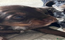 Jackapoo dogs for sale: 🐶🐾 F1 Minature Jackapoos 🐶🐾 - Image 7