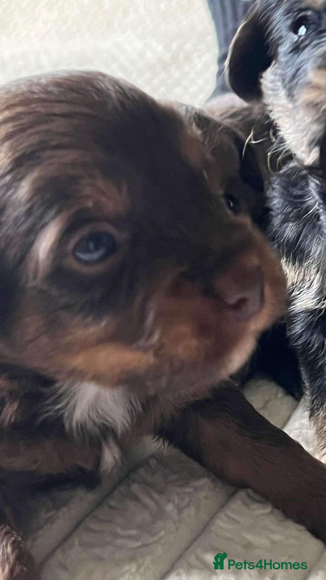 Jackapoo dogs for sale: 🐶🐾 F1 Minature Jackapoos 🐶🐾 - Image 7