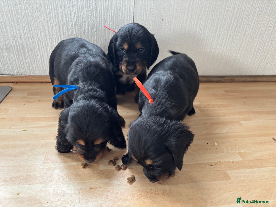 Cocker Spaniel dogs for sale: Beautiful cocker spaniel puppies  - Image 7