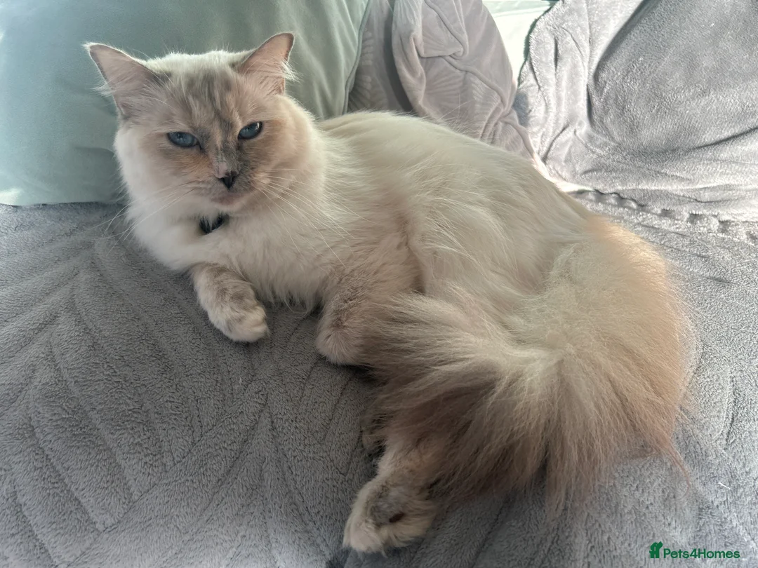 Mixed Breed cats for sale: Ragdoll x Tabbie kittens - Advert 2