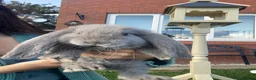 French Lop rabbits for sale: French lop stunning babies  in Driffield - Advert 2