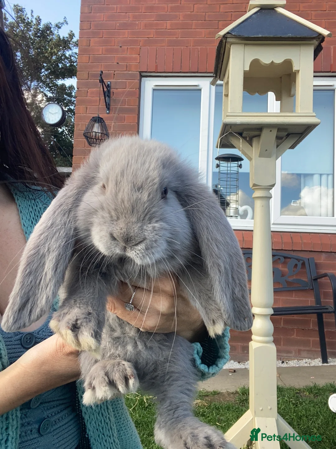 French Lop rabbits for sale: French lop stunning babies  in Driffield - Advert 2