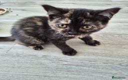 Selkirk Rex cats for sale: Pedigree Selkirk rex  kittens ready now  in Burnham-on-Sea - Image 15