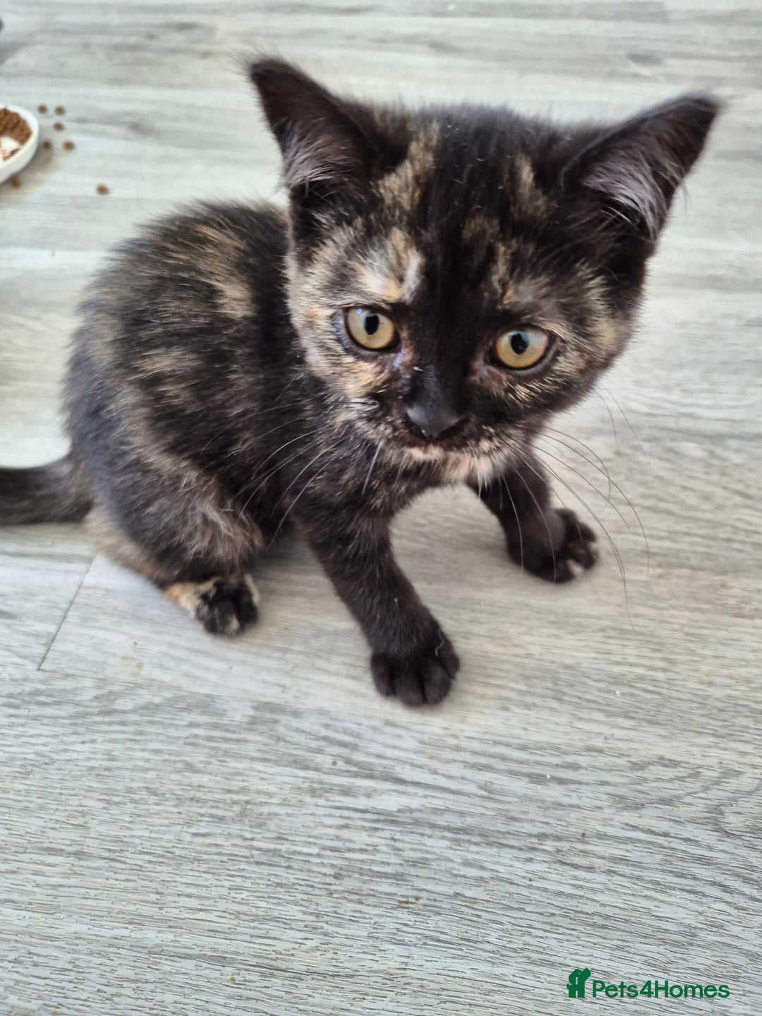 Selkirk Rex cats for sale: Pedigree Selkirk rex  kittens ready now  in Burnham-on-Sea - Image 15