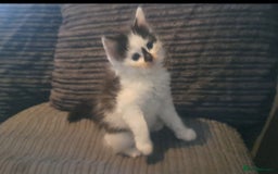 Mixed Breed cats for sale: 7 gorgeous kittens READY NOW - Image 12