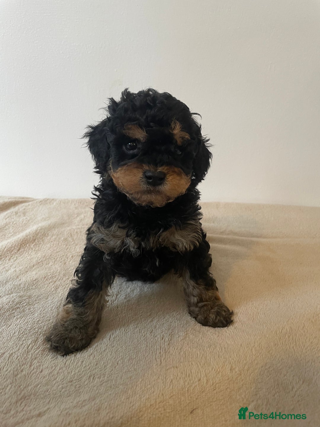 Cavapoo dogs for sale: ⭐ adorable Cavapoo’s ⭐  - Advert 16