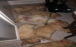 Labrador Retriever dogs for sale: Goldern/blond labrador puppies  - Advert 5