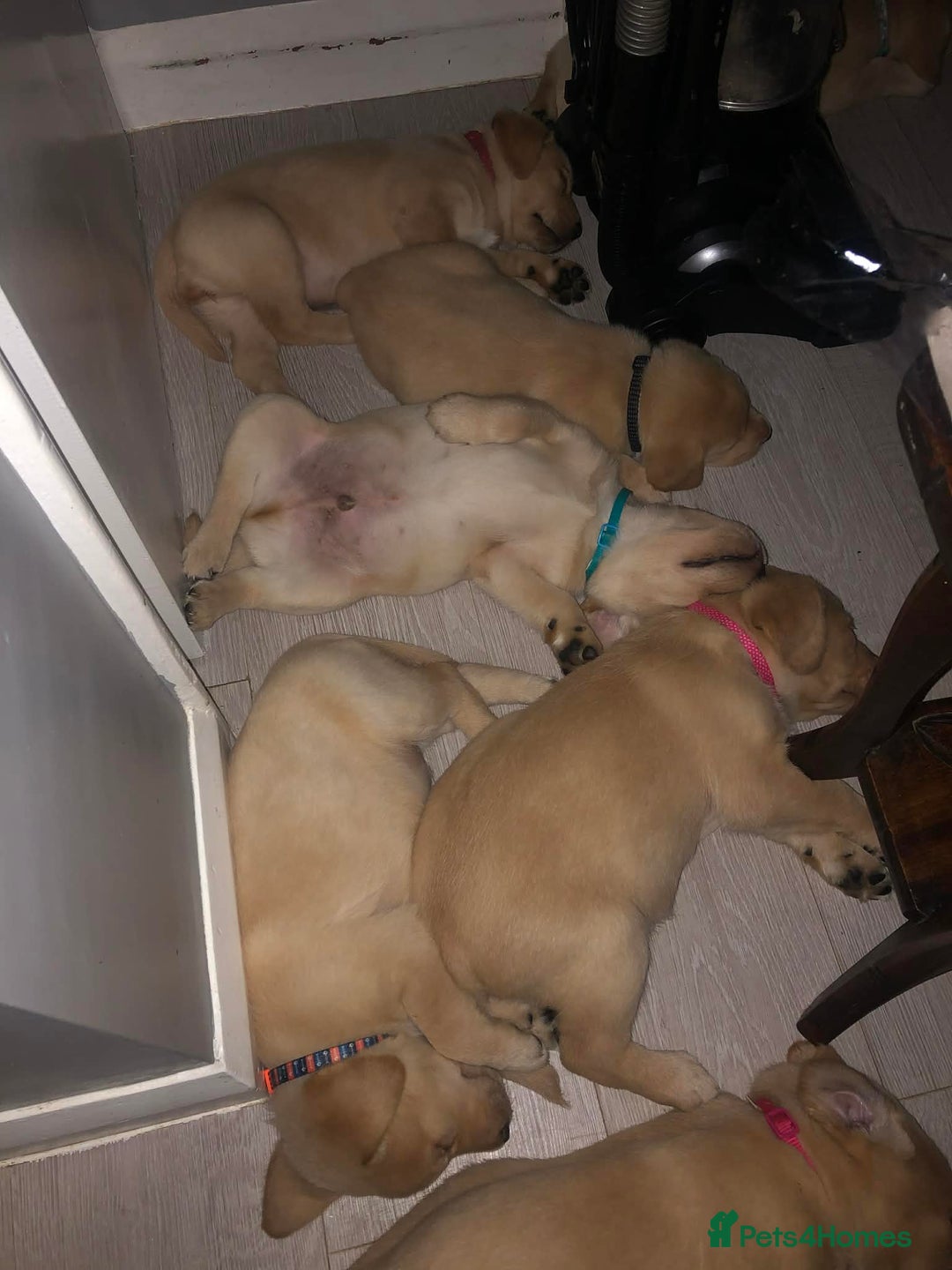 Labrador Retriever dogs for sale: Goldern/blond labrador puppies  - Advert 5