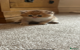 British Shorthair cats for sale: Gccf NY12 kittens world champion lines - Advert 17