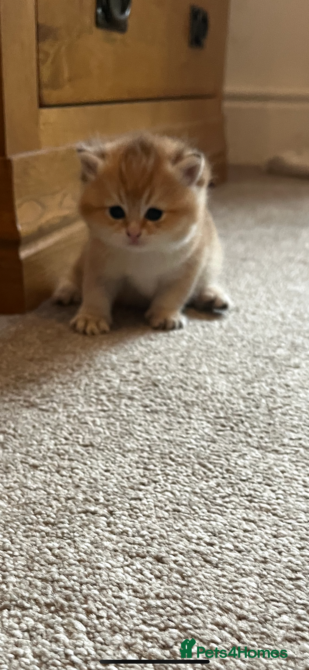 British Shorthair cats for sale: Gccf NY12 kittens world champion lines - Advert 17