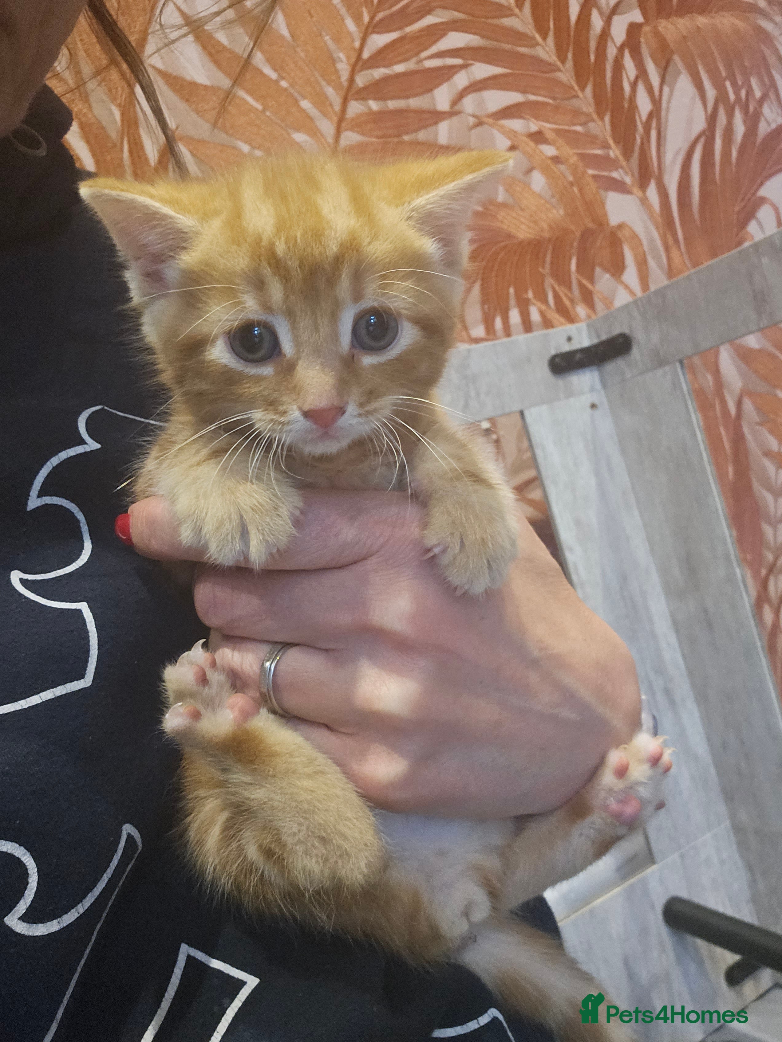 Mixed Breed cats Stunning Long Haired Kittens, rare colours🐾 💗 - Advert 2