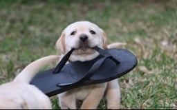 Labrador Retriever dogs for sale: gorgeous homes Labrador puppies - Image 5