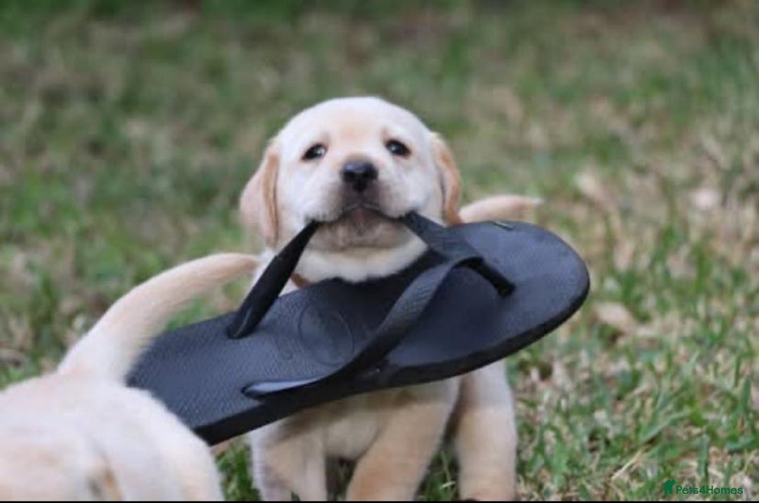 Labrador Retriever dogs for sale: gorgeous homes Labrador puppies - Image 5