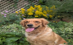 Golden Retriever dogs for sale: KC Registered Golden Retriever Puppies  - Image 2