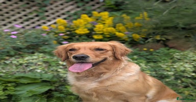 Golden Retriever dogs - Advert 7