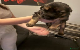 German Shepherd dogs for sale: German shepherd puppies - Image 6