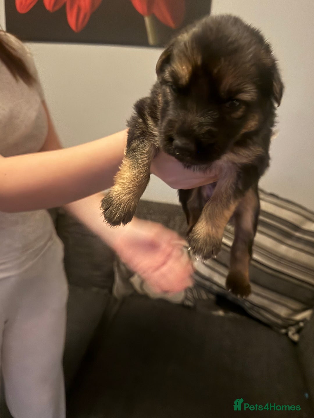 German Shepherd dogs for sale: German shepherd puppies - Image 6