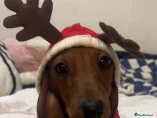 Miniature Dachshund dogs beautiful miniature dacshund boy - Advert 3