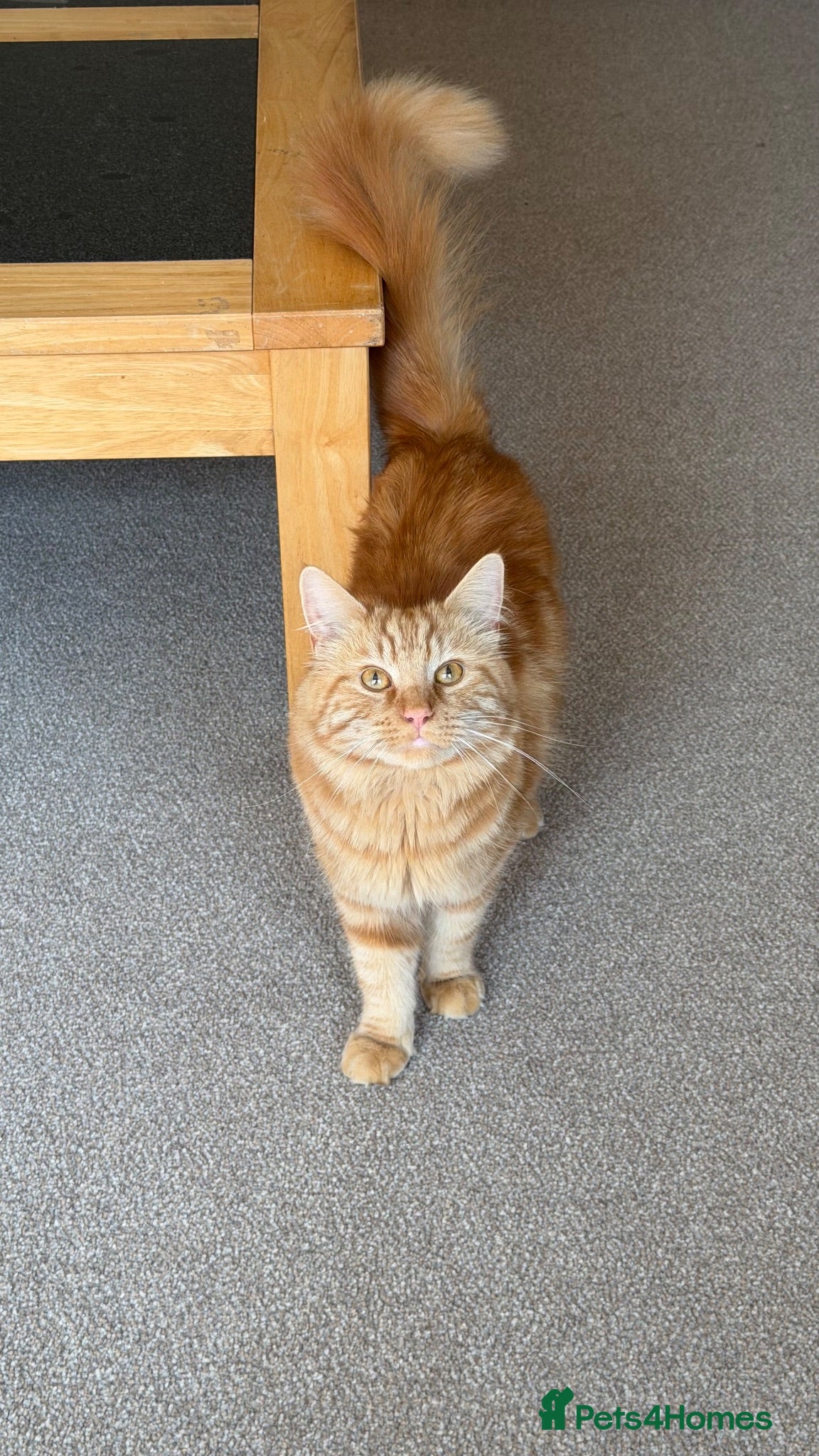 Mixed Breed cats Garfield 2 years  - Advert 1