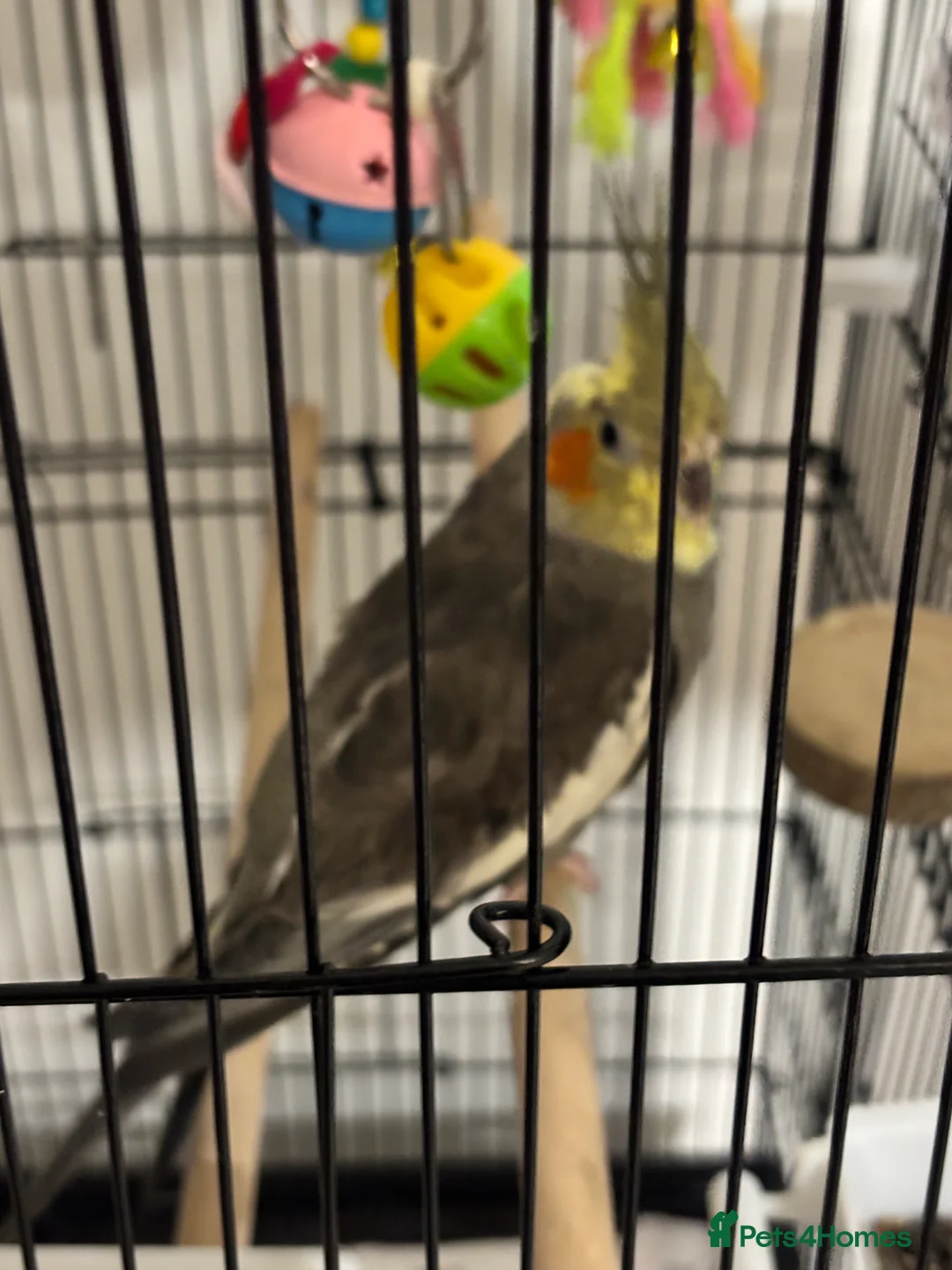 Cockatiels birds for sale: Cocktails - Advert 3