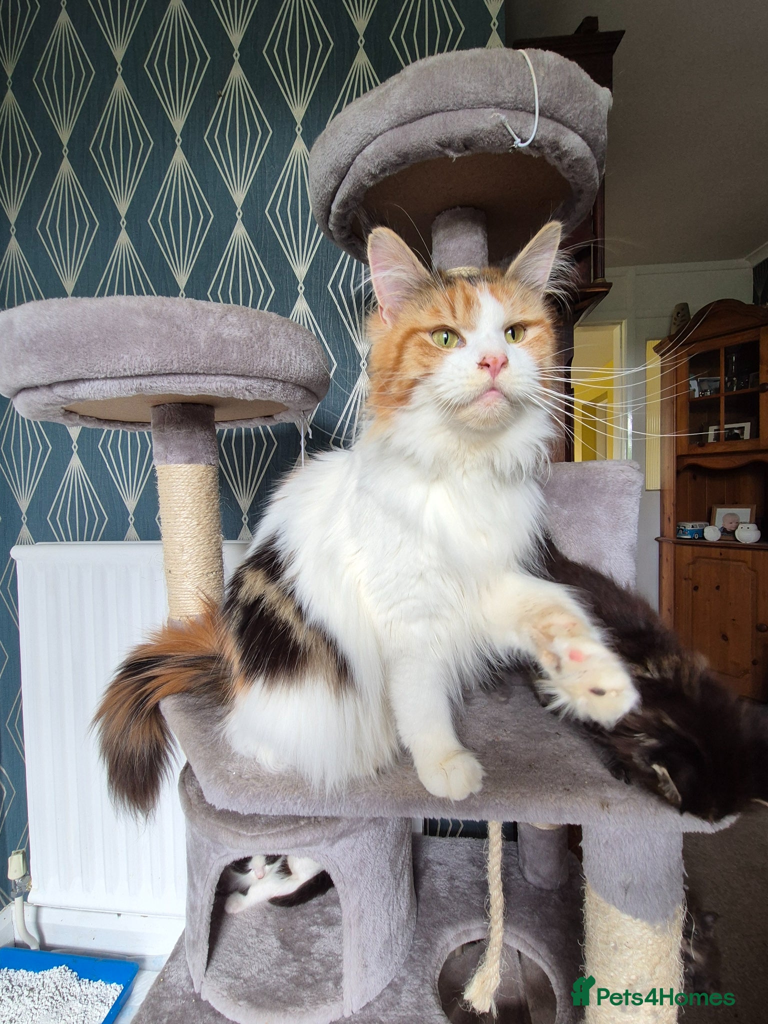Maine Coon cats Tica Registered Kittens - Advert 2